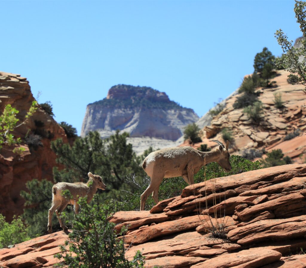 Baby bighorn sheep in Zion National Park